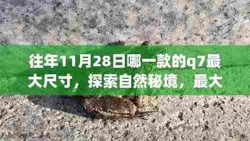 往年11月28日最大尺寸Q7,探索自然秘境的心灵之旅