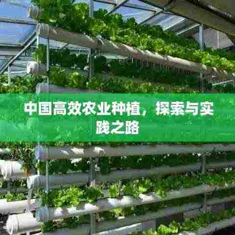 中国高效农业种植,探索与实践之路