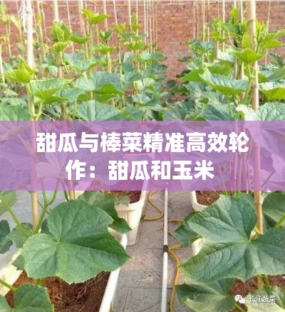 甜瓜与棒菜精准高效轮作：甜瓜和玉米 