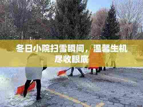 冬日小院扫雪瞬间，温馨生机尽收眼底
