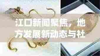 江口新闻聚焦，地方发展新动态与社会热点一网打尽