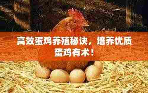 高效蛋鸡养殖秘诀，培养优质蛋鸡有术！
