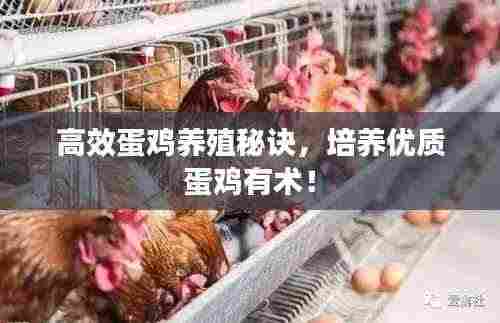 高效蛋鸡养殖秘诀,培养优质蛋鸡有术!