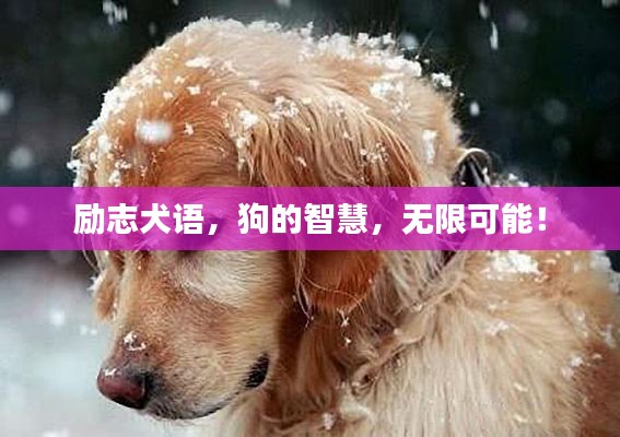 励志犬语,狗的智慧,无限可能!