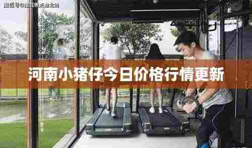 河南小猪仔今日价格行情更新