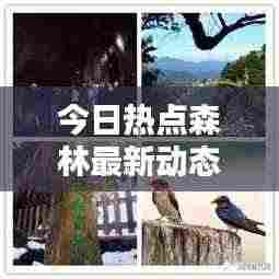 今日热点森林最新动态揭秘,探索自然奥秘的实时报道视频!