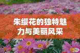 朱缨花的独特魅力与美丽风采