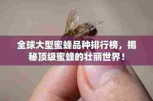 全球大型蜜蜂品种排行榜,揭秘顶级蜜蜂的壮丽世界!