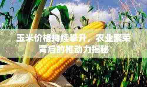 玉米价格持续攀升，农业繁荣背后的推动力揭秘