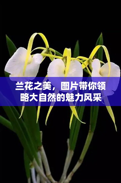 兰花之美,图片带你领略大自然的魅力风采