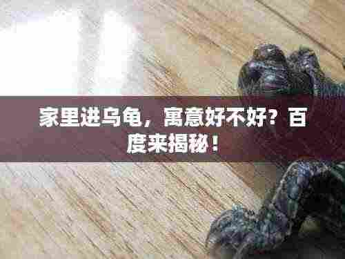 家里进乌龟，寓意好不好？百度来揭秘！